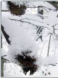 winter
